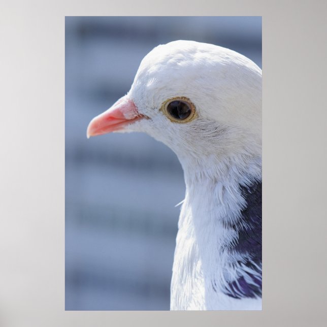 Pigeon Poster (Framsidan)