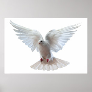 Pigeon Poster