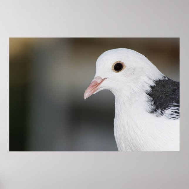 Pigeon Poster (Framsidan)