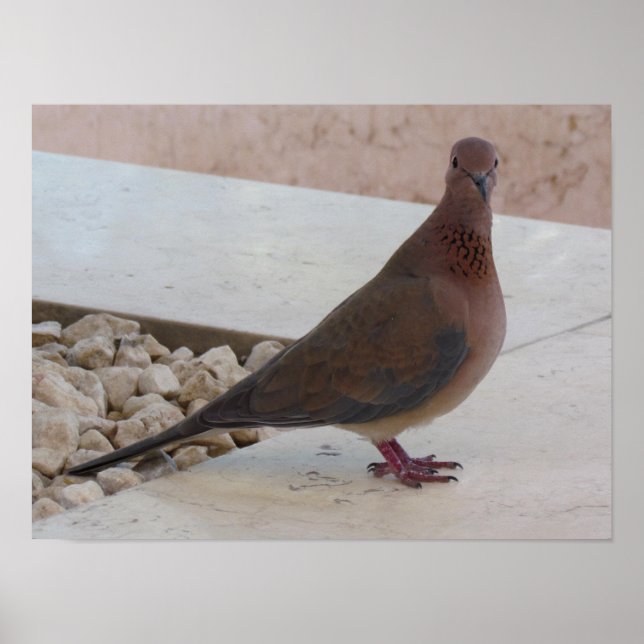 Pigeon poster, anpassade poster (Framsidan)