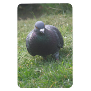 Pigeon Premium Magnet