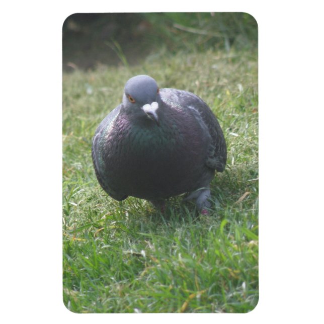 Pigeon Premium Magnet (Vertikal)