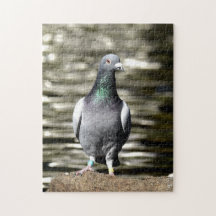 Pigeon