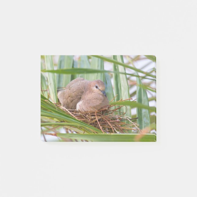 Pigeon-raser på boet mellan handflatan lövs.JPG Post-it Block (Framsida)