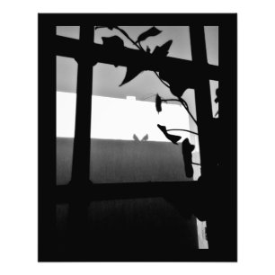 Pigeon Shadows Fototryck