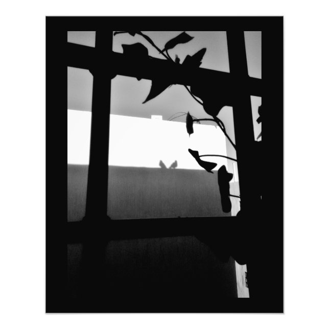 Pigeon Shadows Fototryck (Framsidan)