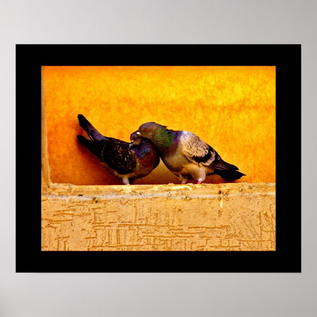 Pigeon Sweethearts Poster (Framsidan)