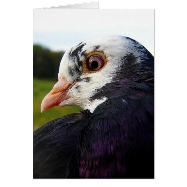 Pigeon Tillfällens Hälsningskort (Framsidan)