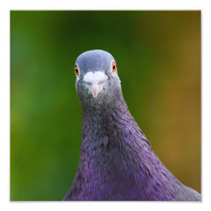 Pigeon Tittar Inquisitive  Fototryck