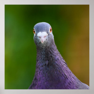 Pigeon Tittar Inquisitive  Poster