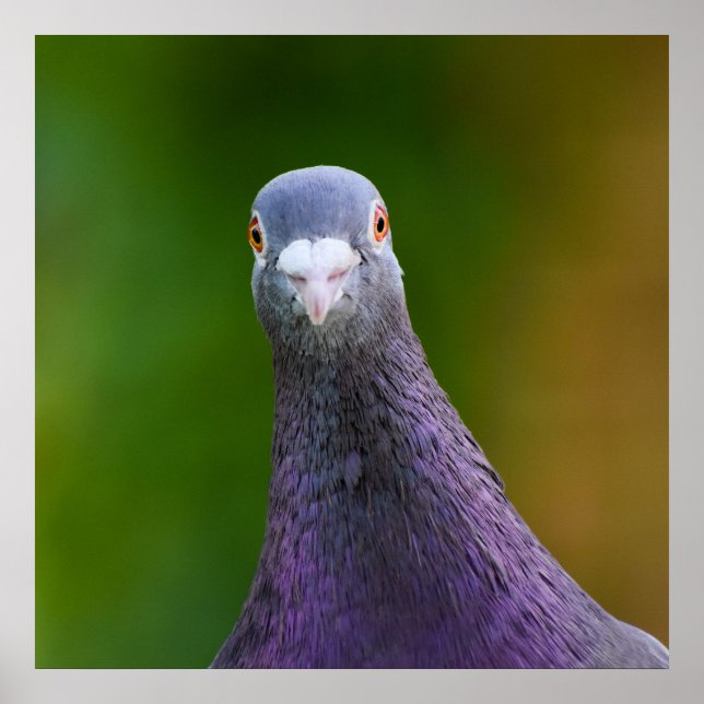 Pigeon Tittar Inquisitive Poster (Framsidan)