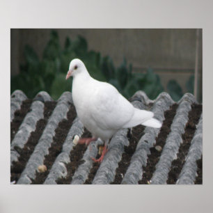 Pigeon Toed - White Pigeon Print Poster