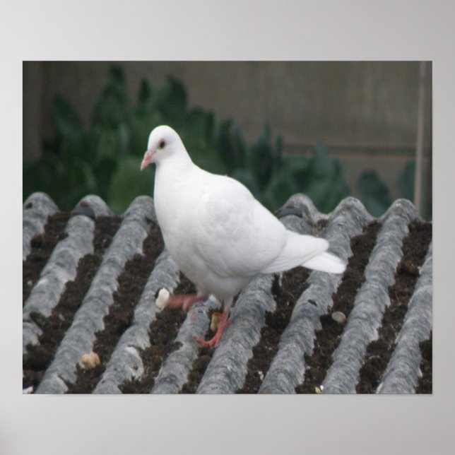 Pigeon Toed - White Pigeon Print Poster (Framsidan)