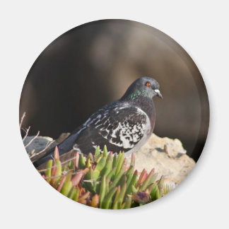 Pigeon utförde på ett klippligge magnet
