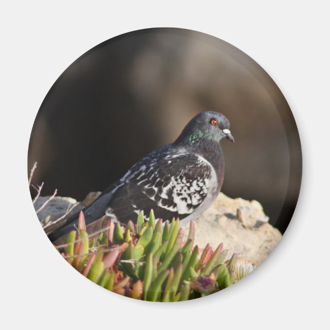 Pigeon utförde på ett klippligge magnet (Framsidan)