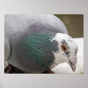 Pigeon-utskrift Poster