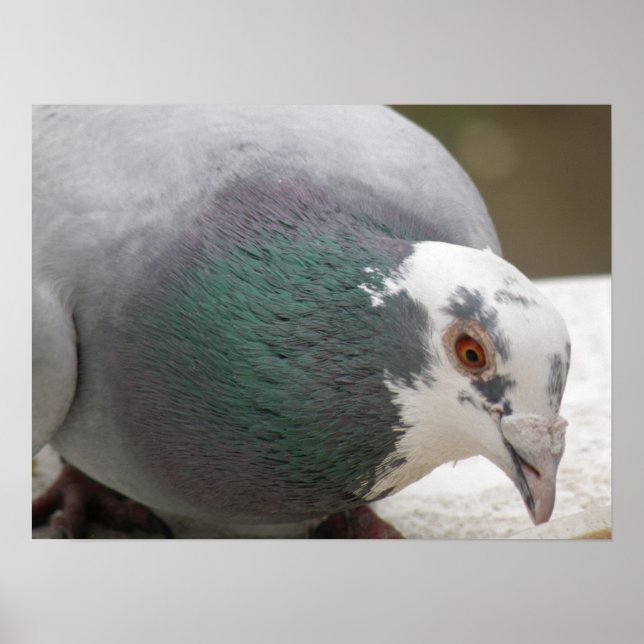 Pigeon-utskrift Poster (Framsidan)