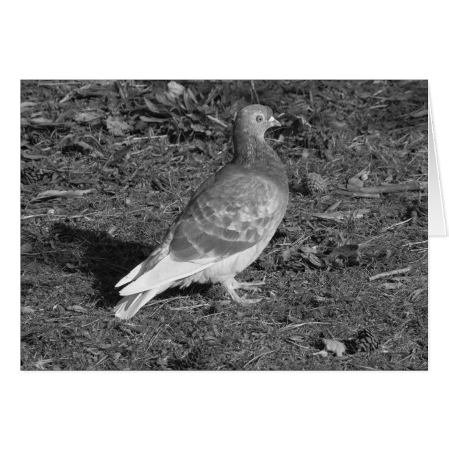 Pigeon vid Roath Park Sjö Cardiff (BW) Hälsningskort (Framsidan Horizontal)