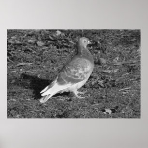 Pigeon vid Roath Park Sjö Cardiff (BW) Poster