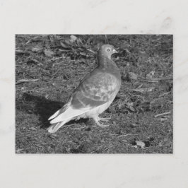 Pigeon vid Roath Park Sjö Cardiff (BW) Vykort