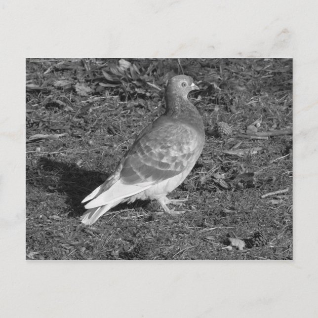 Pigeon vid Roath Park Sjö Cardiff (BW) Vykort (Framsida)