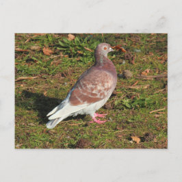 Pigeon vid Roath Park Sjö Cardiff Vykort