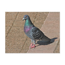 Pigeon, vid Roath Park Sjö, Cardiff, Wales Postcar