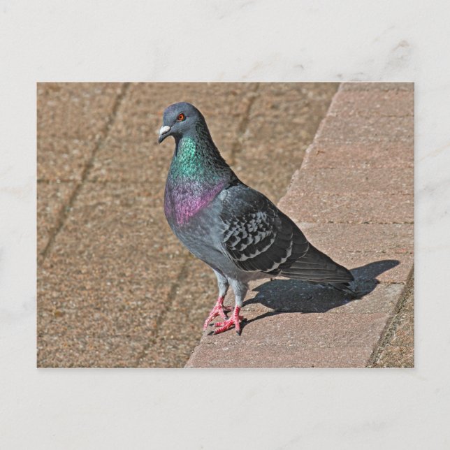 Pigeon, vid Roath Park Sjö, Cardiff, Wales Postcar Vykort (Framsida)