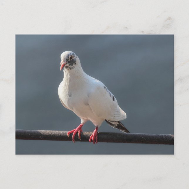 Pigeon, vid Roath Park Sjö, Cardiff, Wales Postcar Vykort (Framsida)