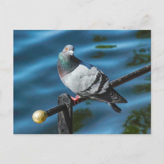 Pigeon, vid Roath Park Sjö, Cardiff, Wales Vykort (Framsida)