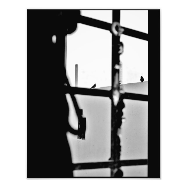 Pigeon-vy Fototryck (Framsidan)