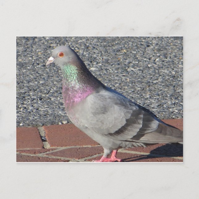 Pigeon Vykort (Framsida)