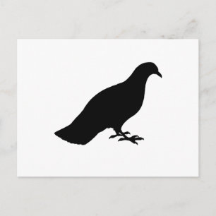 Pigeon Vykort