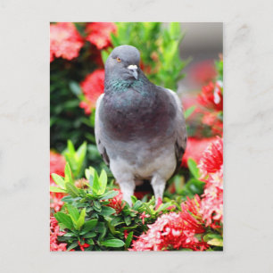 Pigeon Vykort