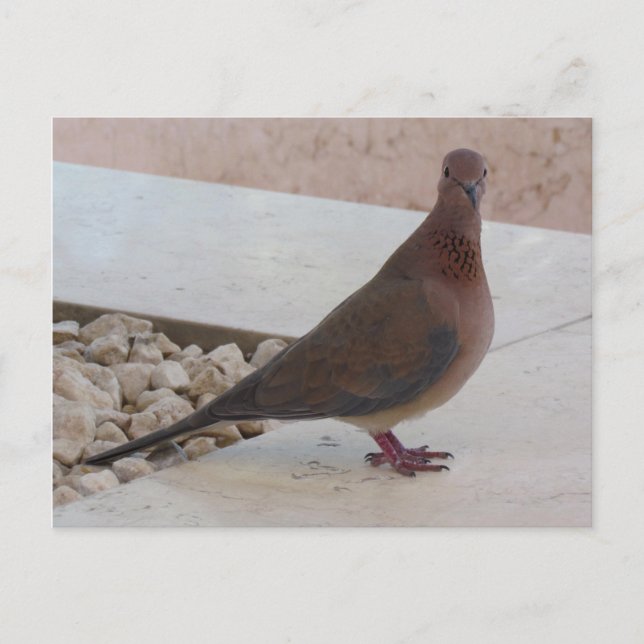Pigeon-vykort, anpassa vykort (Framsida)
