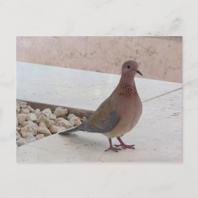 Pigeon-vykort, anpassa vykort (Framsida)