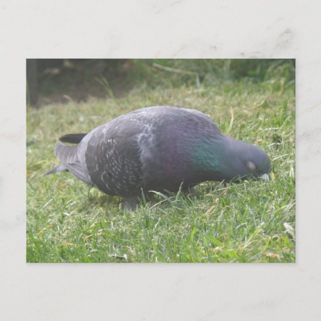 Pigeon-vykort Vykort (Framsida)
