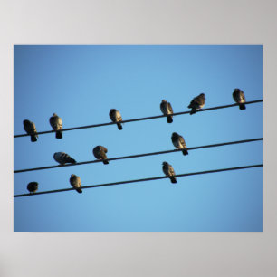 Pigeoner på en Powerline Poster