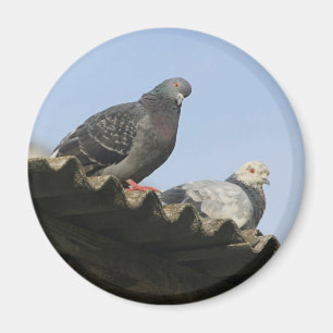 Pigeoner på tak. magnet