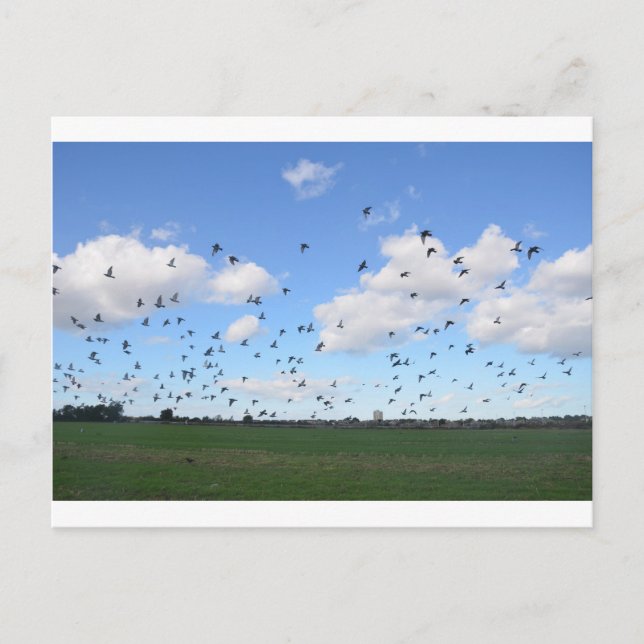 Pigeonlås Vykort (Framsida)