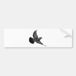 Pigeons Bildekal