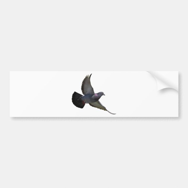 Pigeons Bildekal (Framsidan)