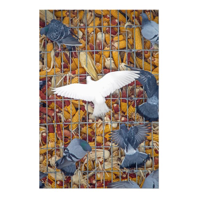 Pigeons Hämta Maj Fototryck (Framsidan)