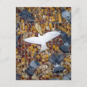 Pigeons Hämta Maj Vykort
