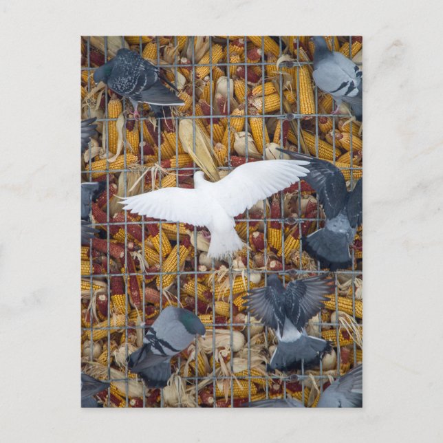 Pigeons Hämta Maj Vykort (Framsida)