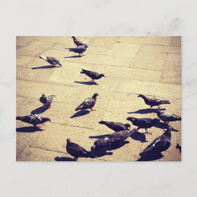 Pigeons i Venedig Vykort (Framsida)