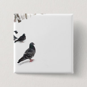 Pigeons Knapp