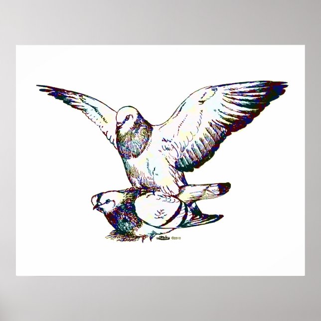 Pigeons Mating Poster (Framsidan)