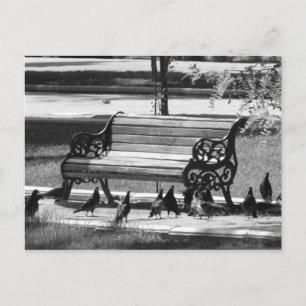 Pigeons på Empty Park Bench Vykort