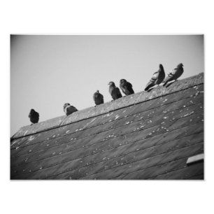 Pigeons på Tak Fototryck